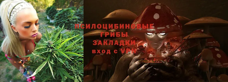 Псилоцибиновые грибы Cubensis  Кяхта 